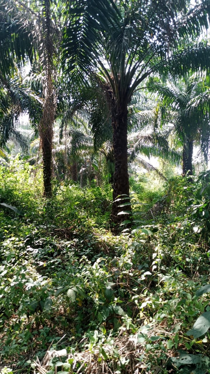 Acres of Lands