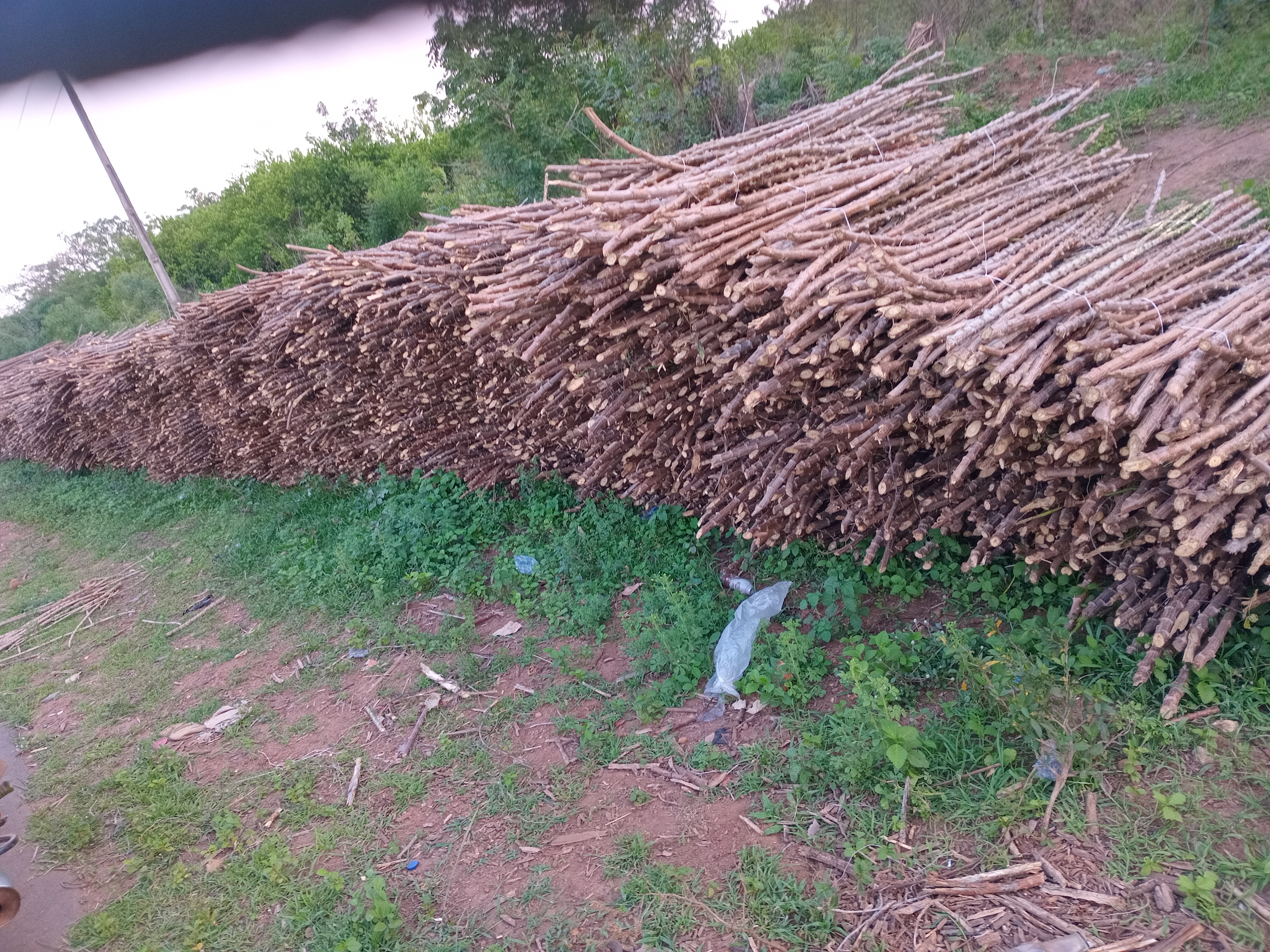TME 419 cassava stems