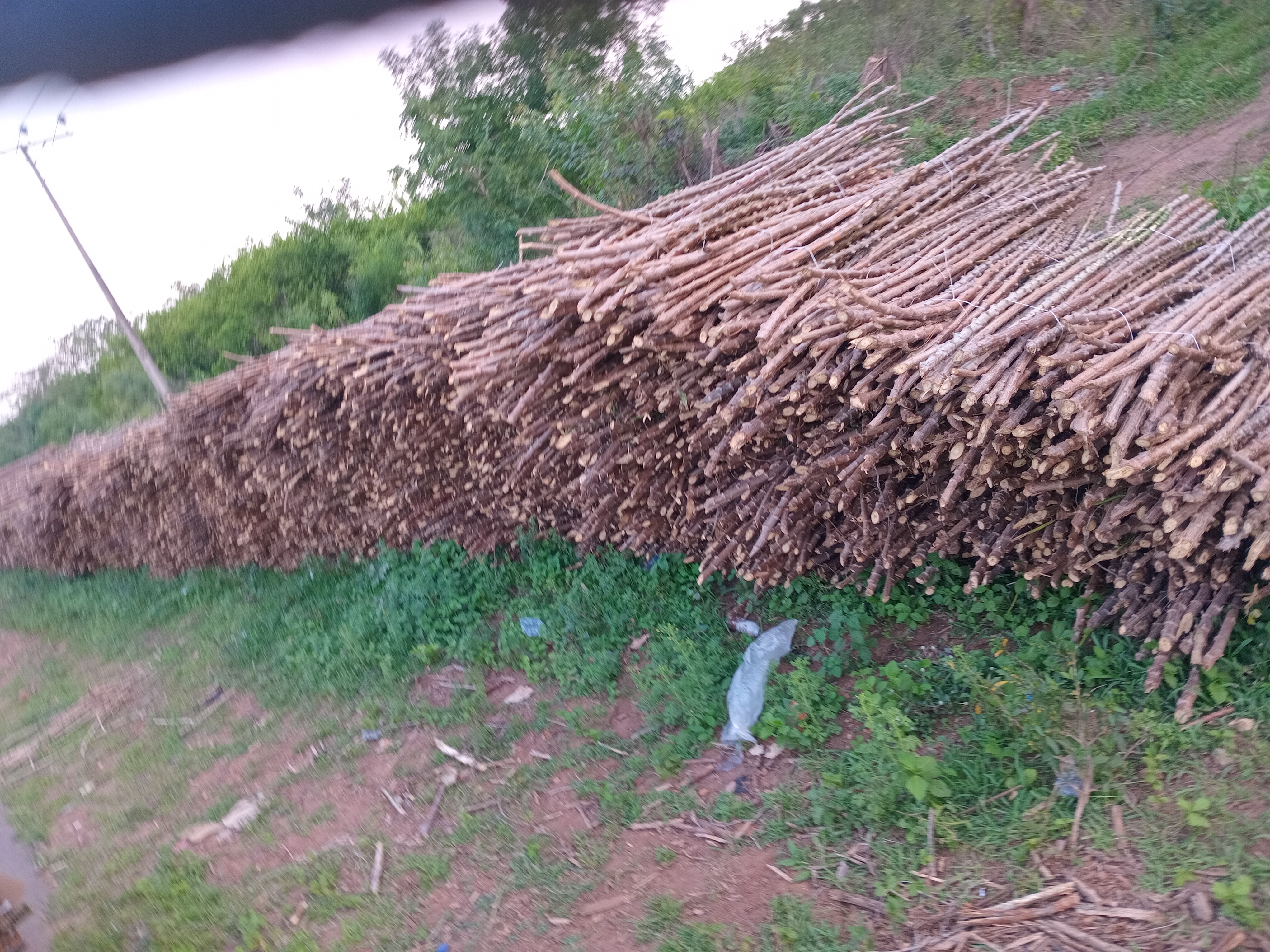 TME 419 cassava stems