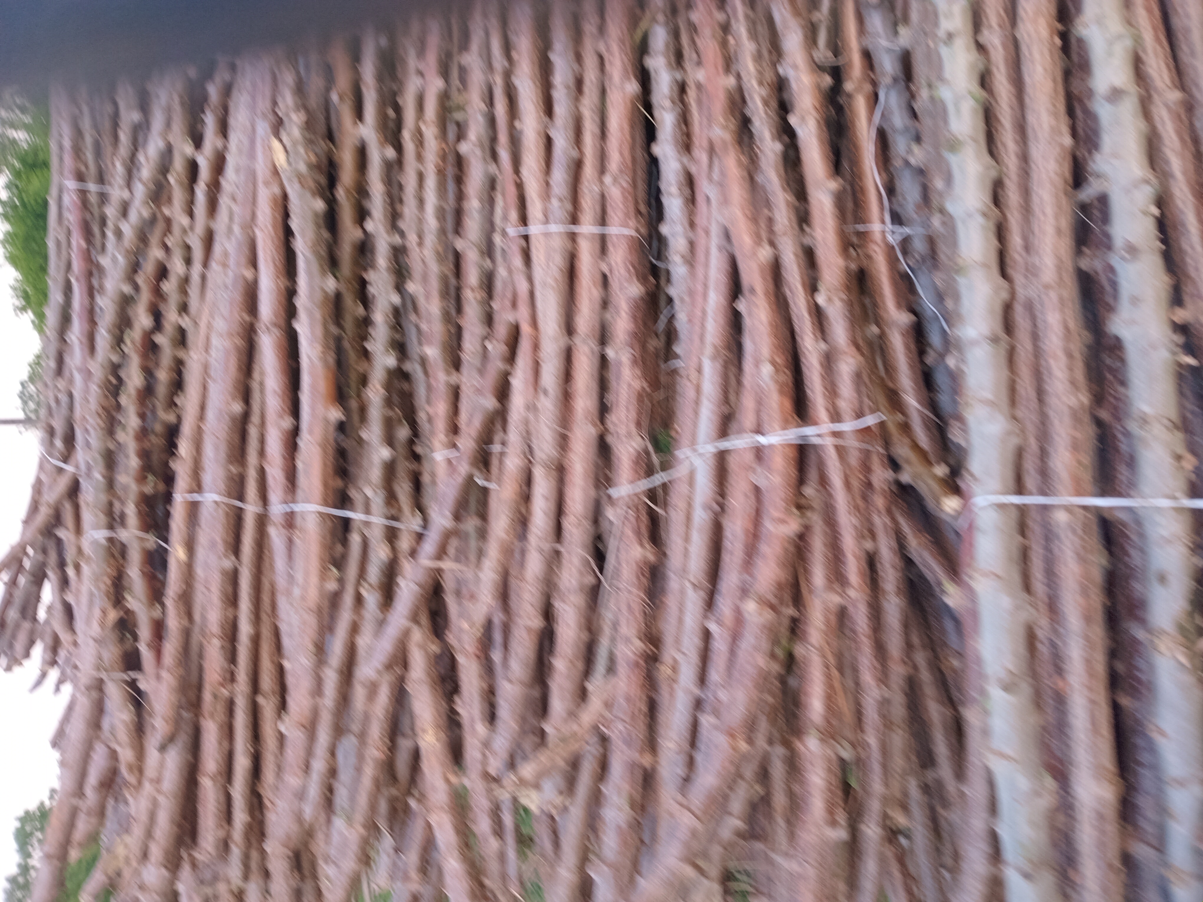TME 419 cassava stems