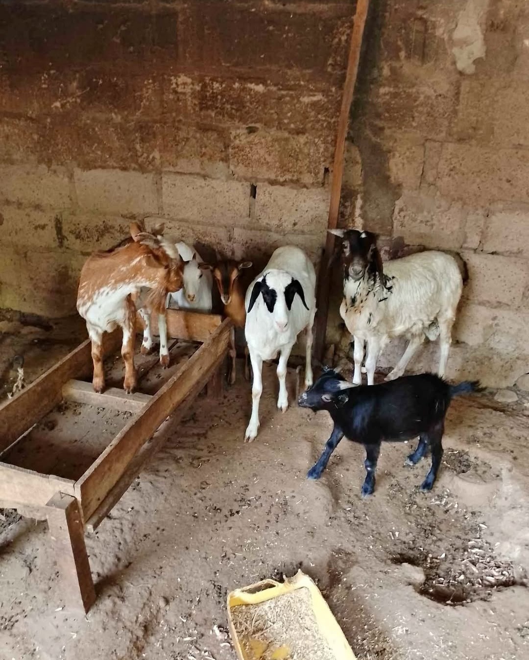 Badamasi Farming